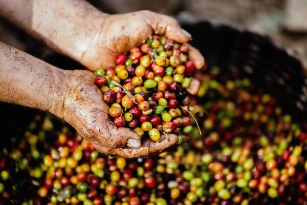 A Kávé Története: Az Ébredés Italának Nyomában